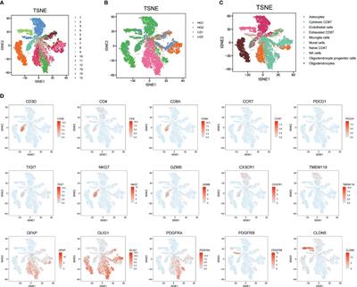 Single-cell transcriptomic analysis identifies downregulated phosphodiesterase 8B as a novel oncogene in IDH-mutant glioma